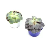 Echeveria Mini - Rosa de Pedra Pote 11